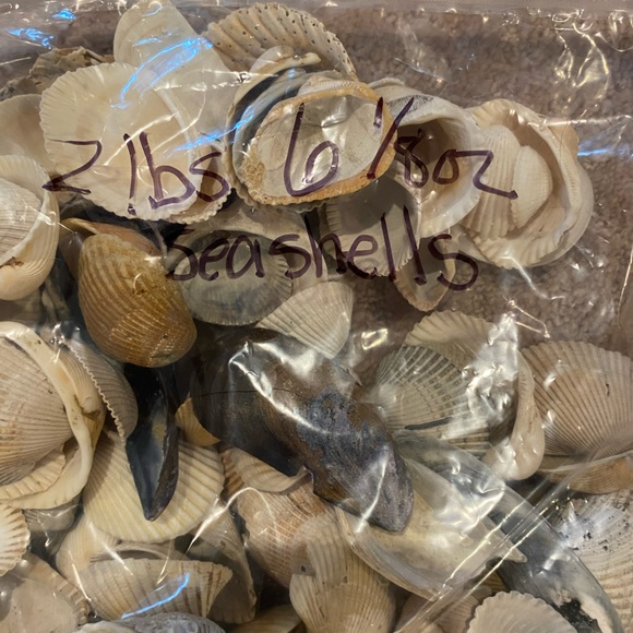 Vintage natural seashells. 2 pound 6 ounce bag. Picked by myself 1980s. - Picture 4 of 5